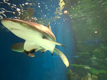 マクセル アクアパーク品川に投稿された画像（2025/5/18）