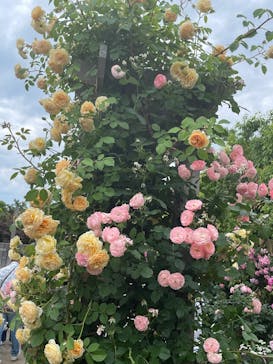 横浜イングリッシュガーデンに投稿された画像（2025/5/18）