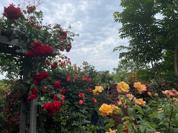 横浜イングリッシュガーデンに投稿された画像（2025/5/18）