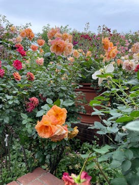 横浜イングリッシュガーデンに投稿された画像（2025/5/18）