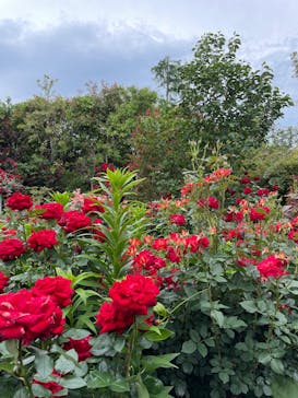 横浜イングリッシュガーデンに投稿された画像（2025/5/18）