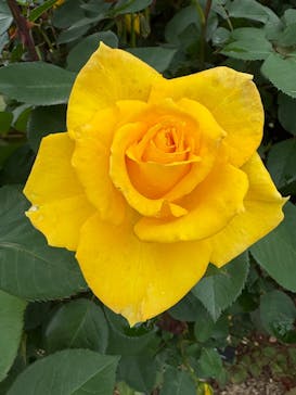 いばらきフラワーパークに投稿された画像（2025/5/18）