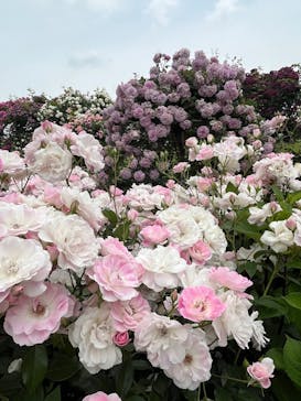 横浜イングリッシュガーデンに投稿された画像（2025/5/18）