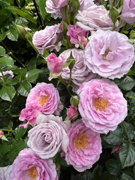 横浜イングリッシュガーデンに投稿された画像（2025/5/18）