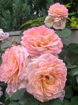 横浜イングリッシュガーデンに投稿された画像（2025/5/18）