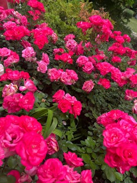 横浜イングリッシュガーデンに投稿された画像（2025/5/18）