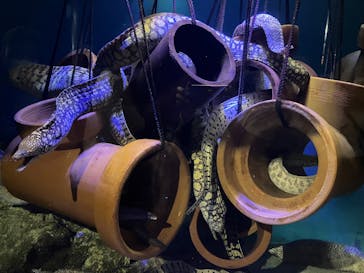 竹島水族館に投稿された画像（2025/5/18）