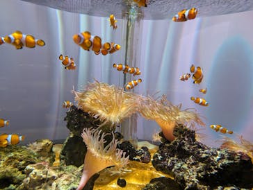 NIFREL（ニフレル）に投稿された画像（2025/5/18）