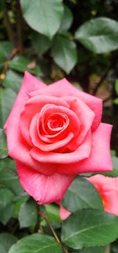 横浜イングリッシュガーデンに投稿された画像（2025/5/18）