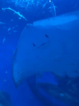 アクアワールド茨城県大洗水族館に投稿された画像（2025/5/18）