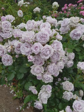 横浜イングリッシュガーデンに投稿された画像（2025/5/18）