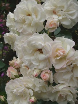 横浜イングリッシュガーデンに投稿された画像（2025/5/18）