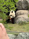 恩賜上野動物園に投稿された画像（2025/5/18）