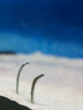 大分マリーンパレス水族館 「うみたまご」に投稿された画像（2025/5/18）
