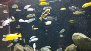 カワスイ 川崎⽔族館に投稿された画像（2025/5/18）