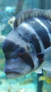 カワスイ 川崎⽔族館に投稿された画像（2025/5/18）