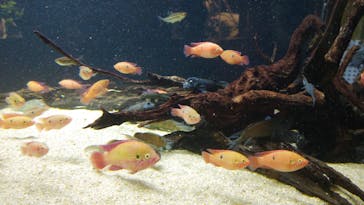 カワスイ 川崎⽔族館に投稿された画像（2025/5/18）