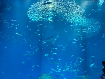 アクアワールド茨城県大洗水族館に投稿された画像（2025/5/18）