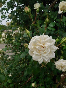 いばらきフラワーパークに投稿された画像（2025/5/18）