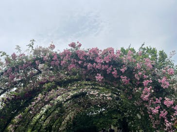 横浜イングリッシュガーデンに投稿された画像（2025/5/18）