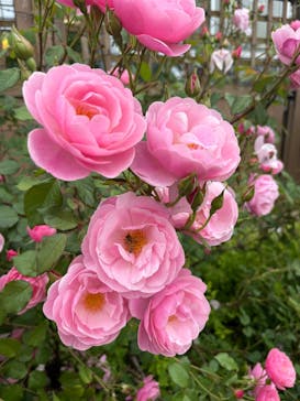 京成バラ園に投稿された画像（2025/5/18）