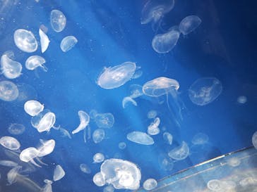 葛西臨海水族園に投稿された画像（2025/5/18）