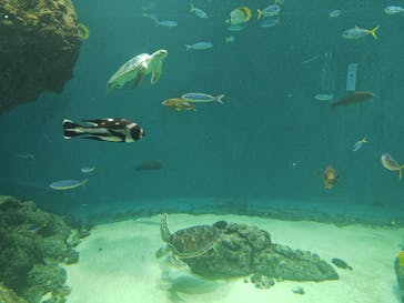 葛西臨海水族園に投稿された画像（2025/5/18）