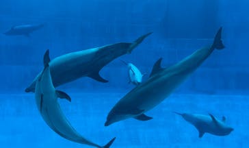 名古屋港水族館に投稿された画像（2025/5/18）