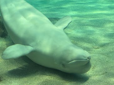 名古屋港水族館に投稿された画像（2025/5/18）