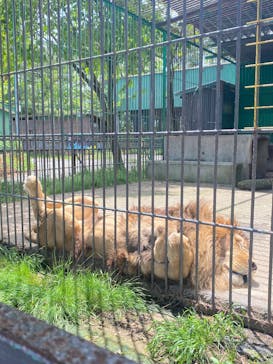 東北サファリパークに投稿された画像（2025/5/18）