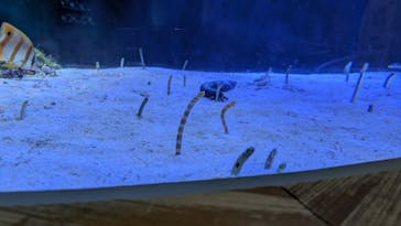 名古屋港水族館に投稿された画像（2025/5/18）