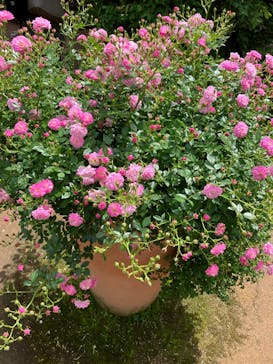 横浜イングリッシュガーデンに投稿された画像（2025/5/18）