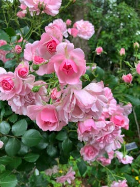 横浜イングリッシュガーデンに投稿された画像（2025/5/18）