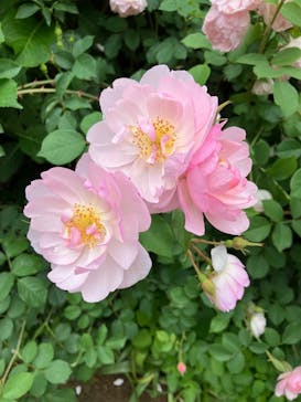 横浜イングリッシュガーデンに投稿された画像（2025/5/18）