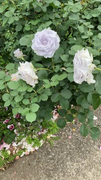 横浜イングリッシュガーデンに投稿された画像（2025/5/18）