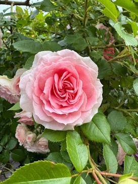 京成バラ園に投稿された画像（2025/5/18）