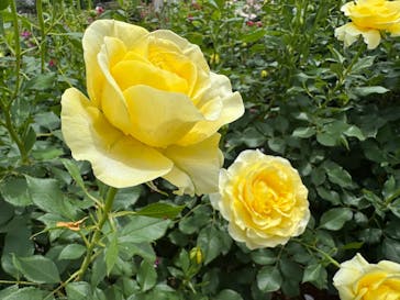 京成バラ園に投稿された画像（2025/5/18）