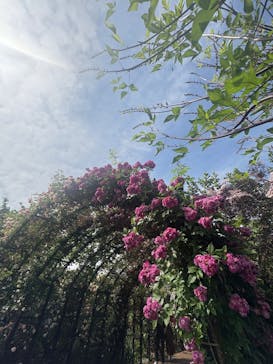 横浜イングリッシュガーデンに投稿された画像（2025/5/18）