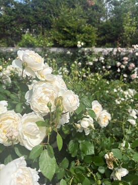 横浜イングリッシュガーデンに投稿された画像（2025/5/18）