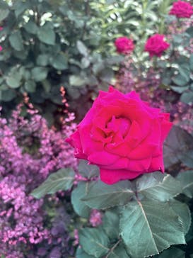 横浜イングリッシュガーデンに投稿された画像（2025/5/18）