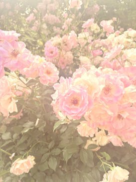 横浜イングリッシュガーデンに投稿された画像（2025/5/18）