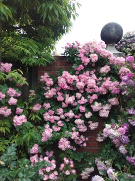 横浜イングリッシュガーデンに投稿された画像（2025/5/18）