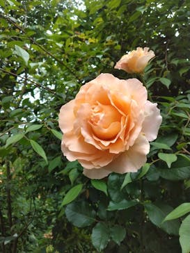 横浜イングリッシュガーデンに投稿された画像（2025/5/18）