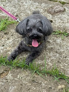 わんダフルネイチャーヴィレッジに投稿された画像（2025/5/18）