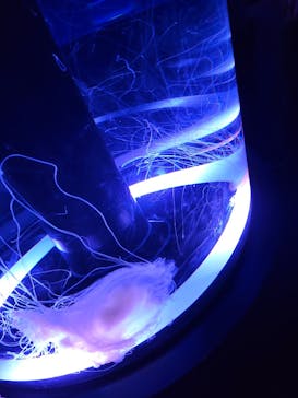 マクセル アクアパーク品川に投稿された画像（2025/5/18）