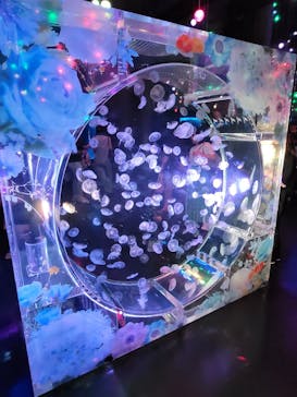 マクセル アクアパーク品川に投稿された画像（2025/5/18）