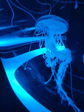 マクセル アクアパーク品川に投稿された画像（2025/5/18）