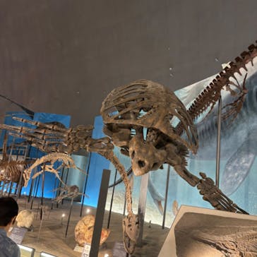 福井県立恐竜博物館に投稿された画像（2025/5/18）