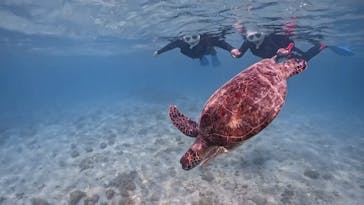 Dive Center OKKYに投稿された画像（2025/5/18）