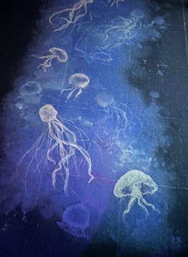 サンシャイン水族館に投稿された画像（2025/5/18）